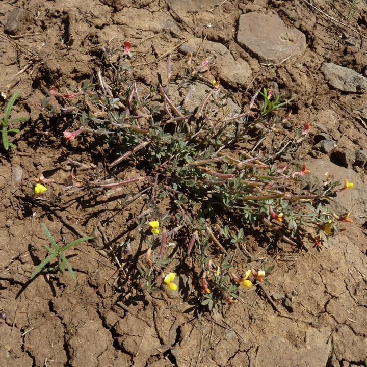 Plant image