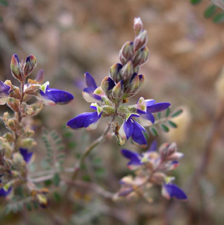 Plant image