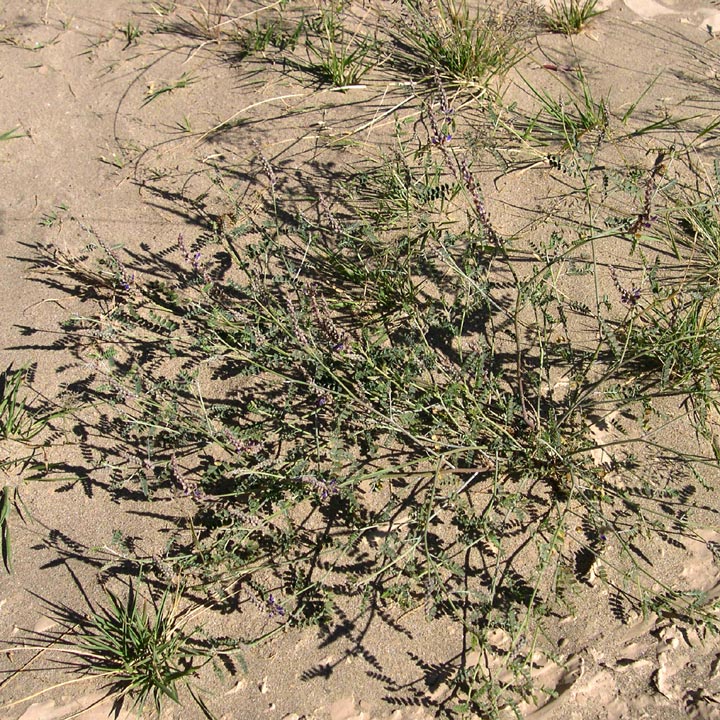Plant image