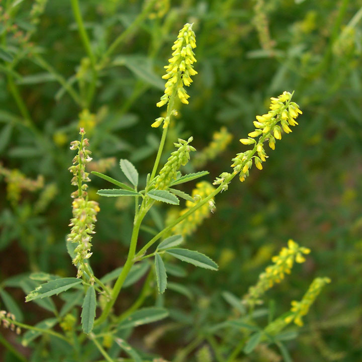 Plant image