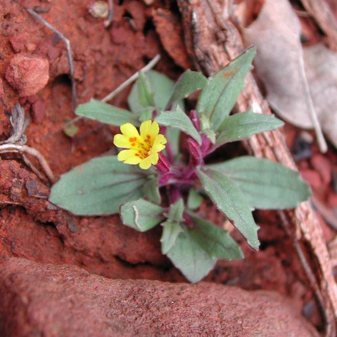 Plant image