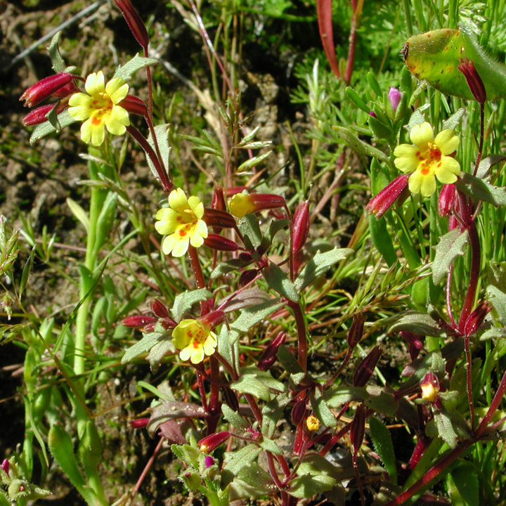 Plant image