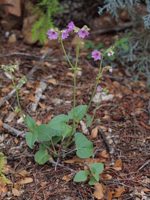 Plant image