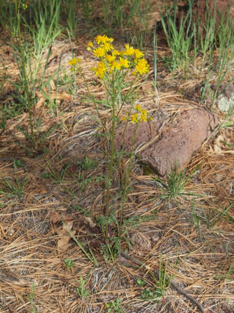 Plant image
