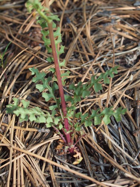 Plant image
