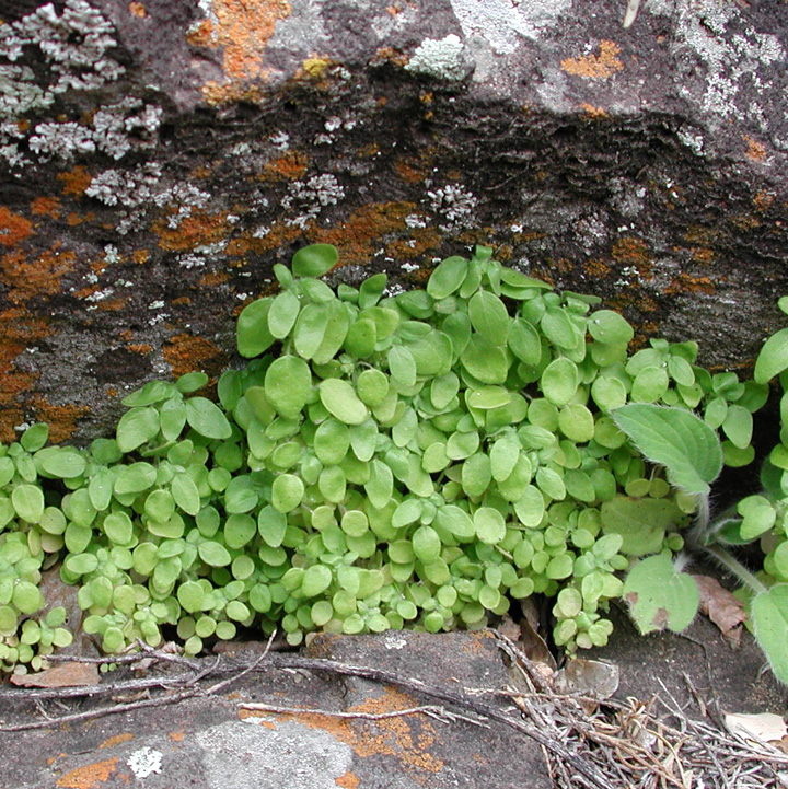 Plant image