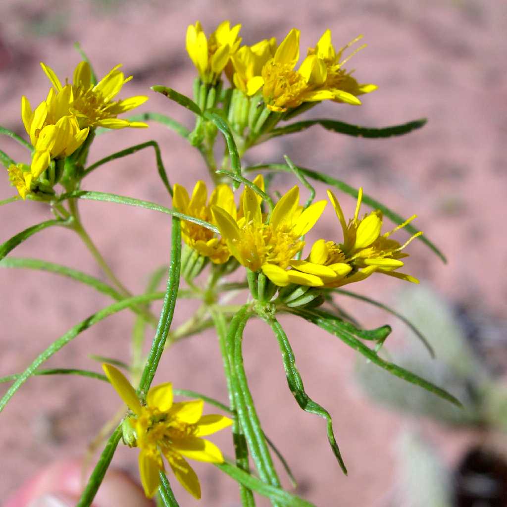 Plant image