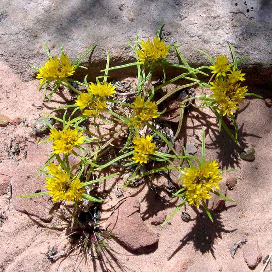 Plant image