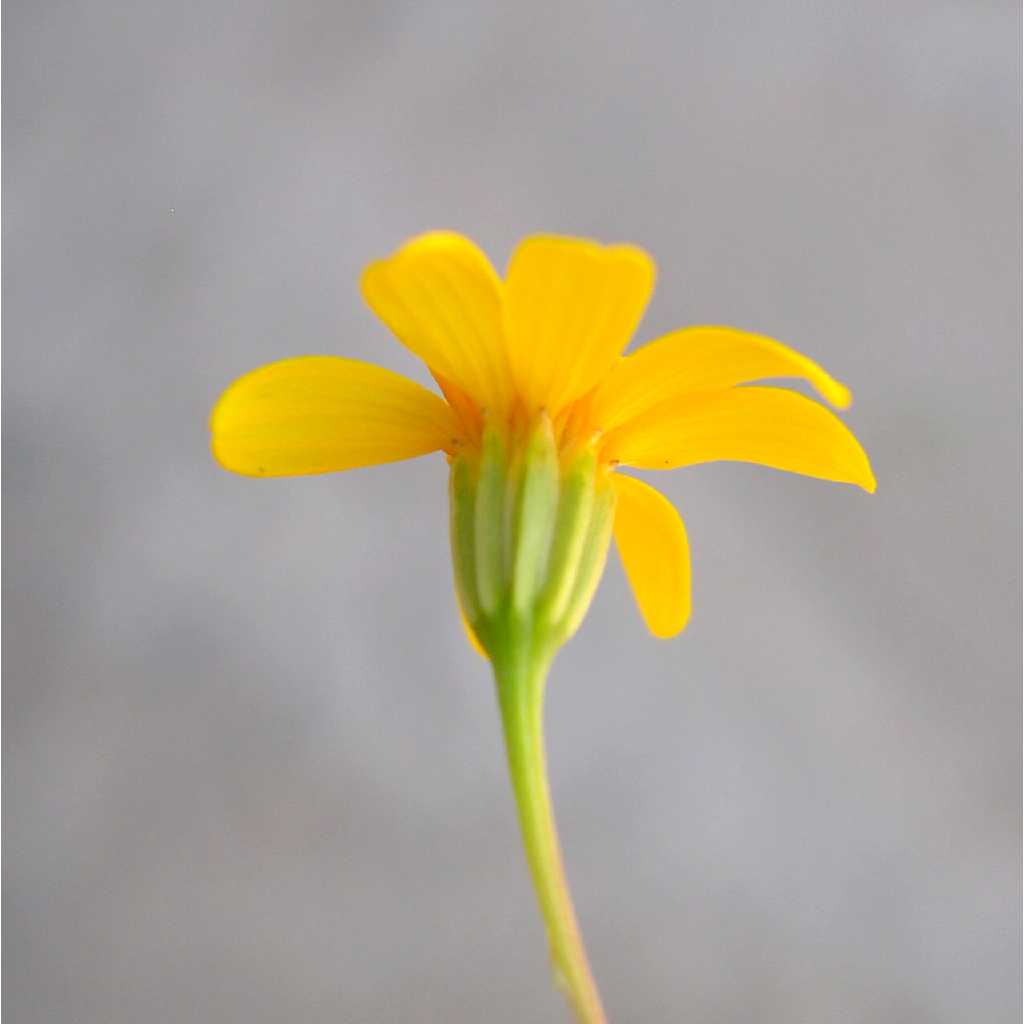 Plant image