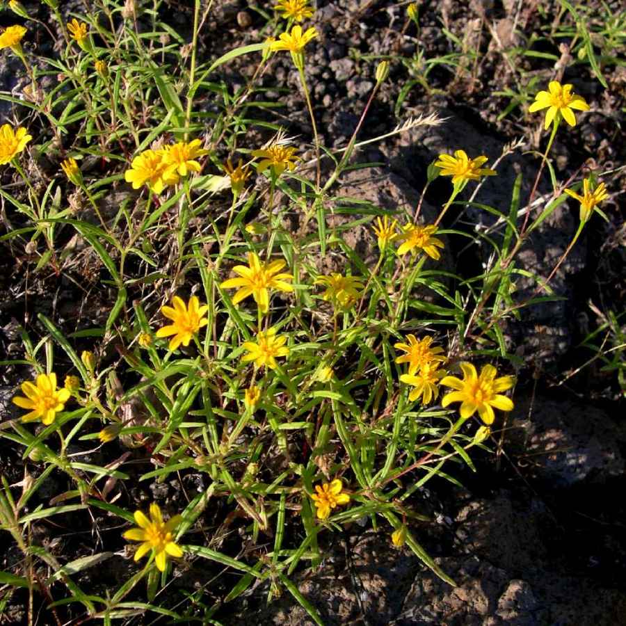 Plant image