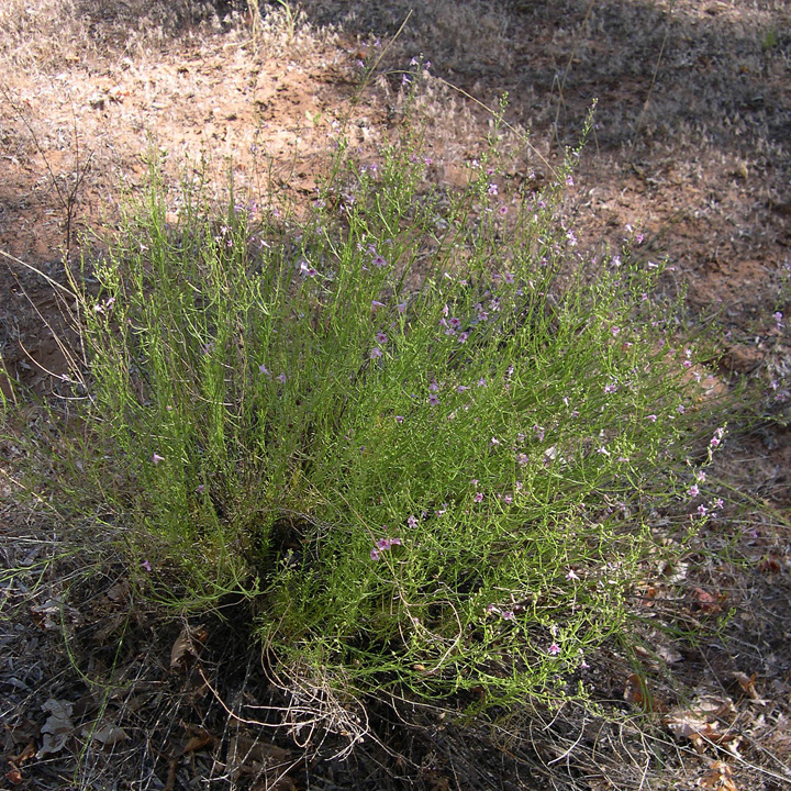 Plant image