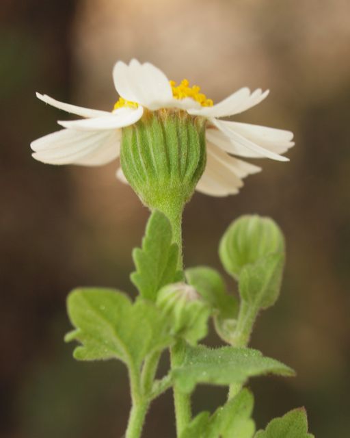 Plant image