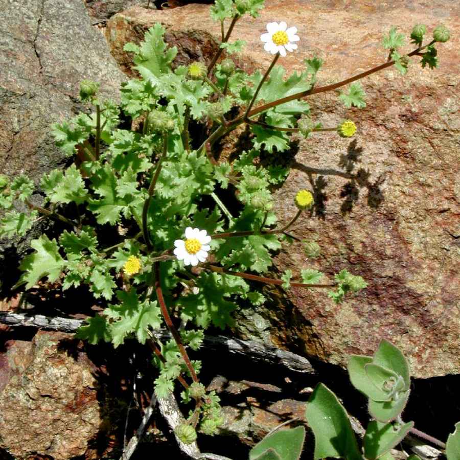Plant image
