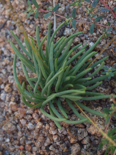 Plant image
