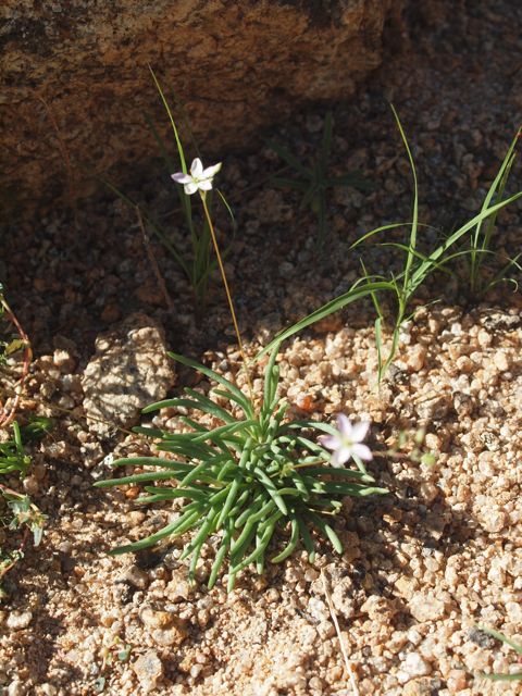 Plant image