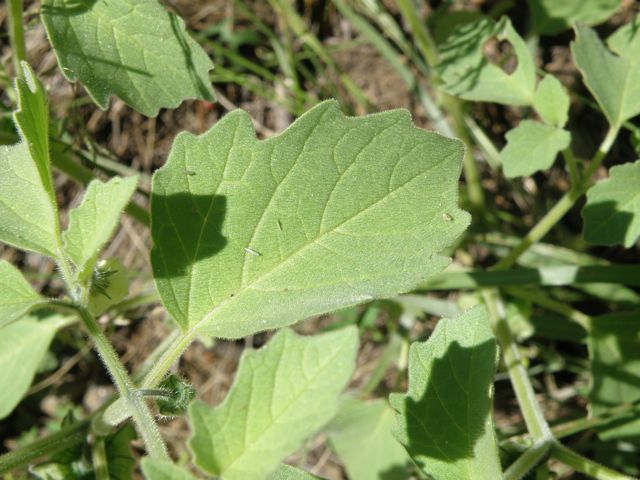 Plant 