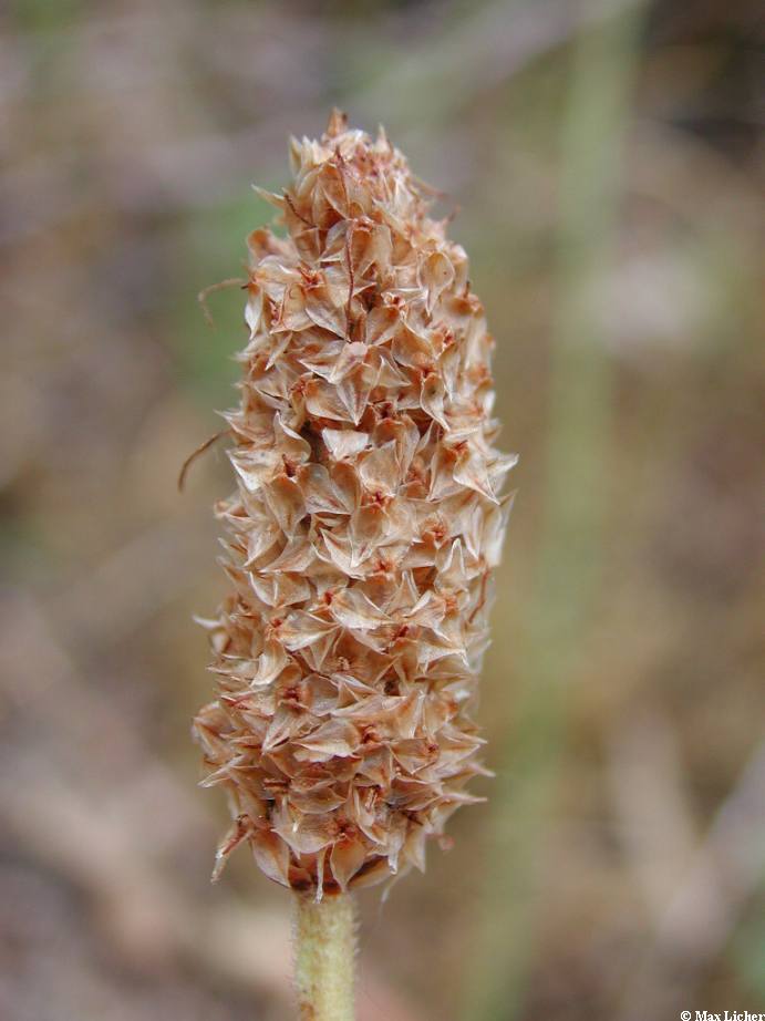 Plant image