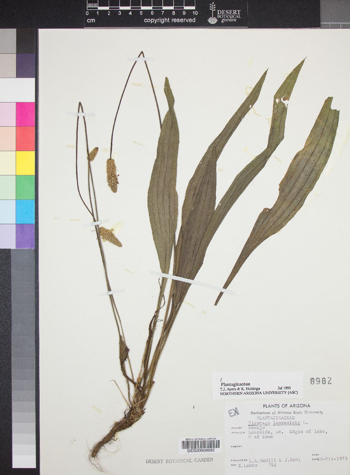Plant image