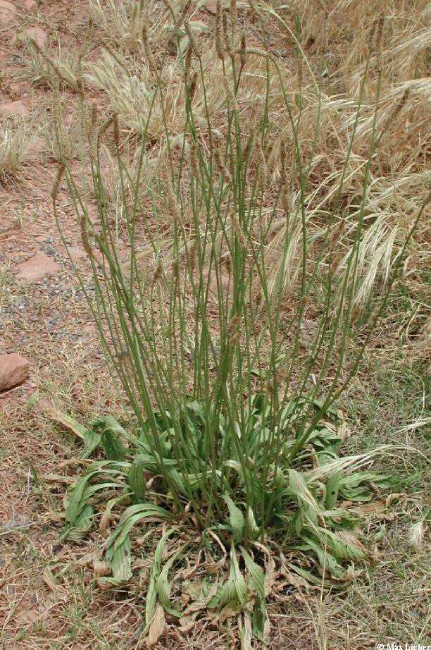 Plant image