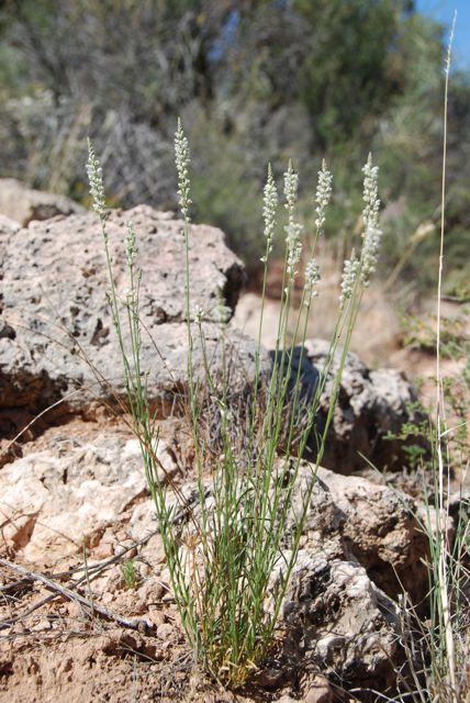 Plant image