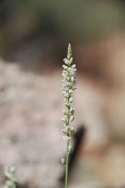 Plant image