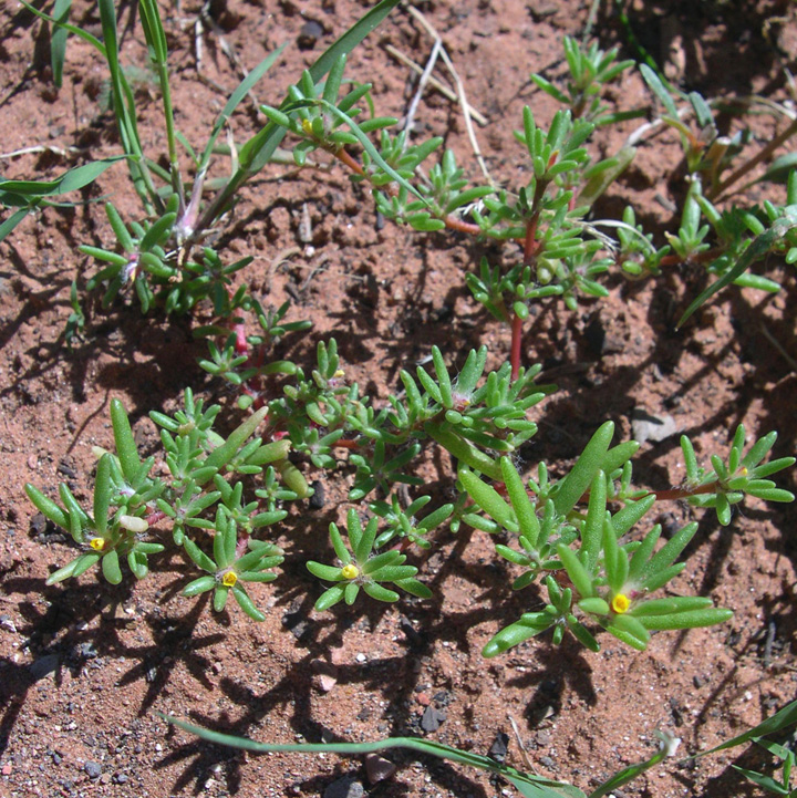 Plant image