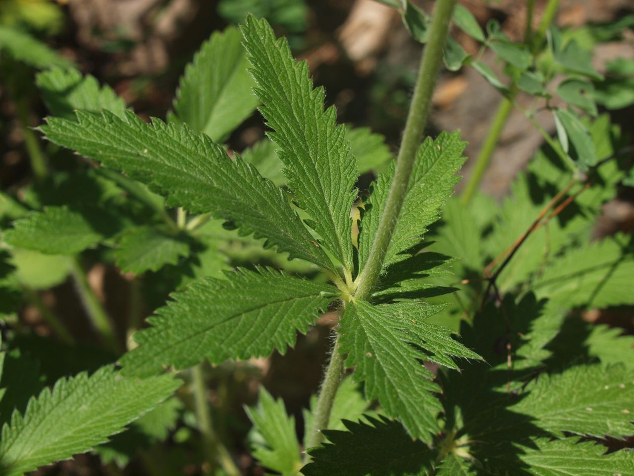 Plant 
