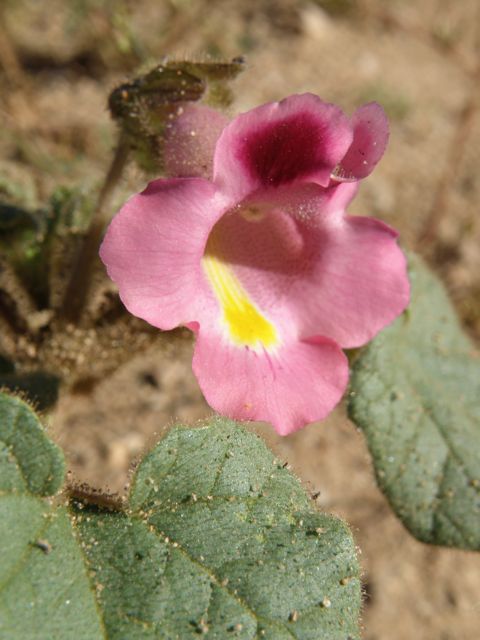 Plant image