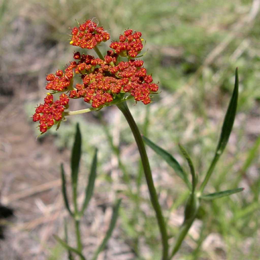 Plant image