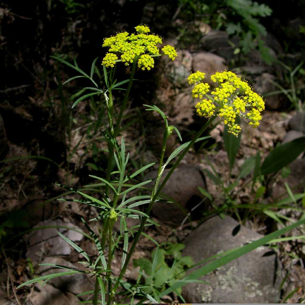 Plant image