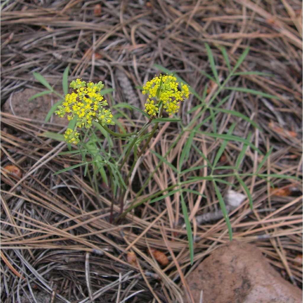 Plant image