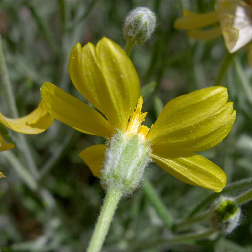 Plant image