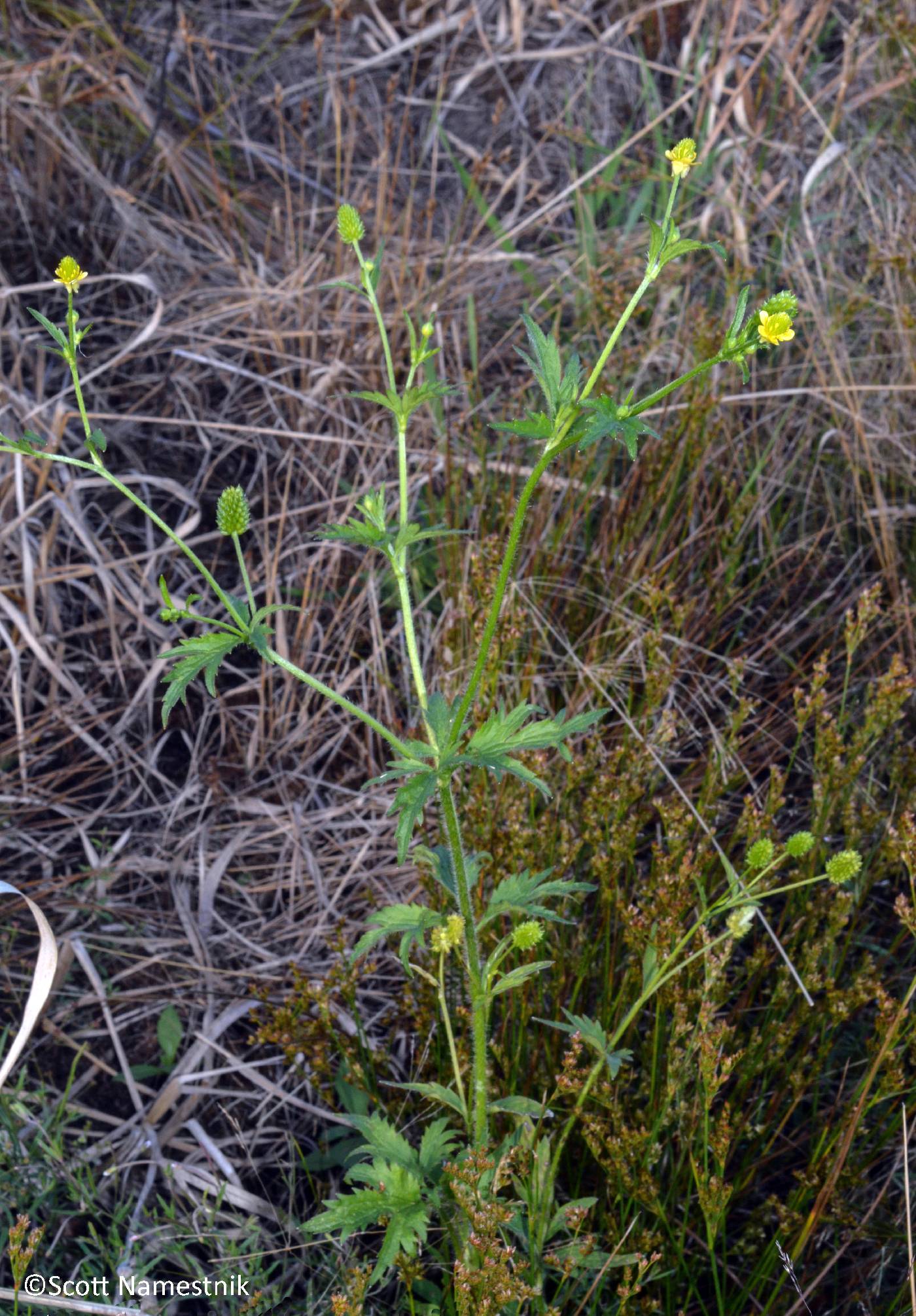 Plant image