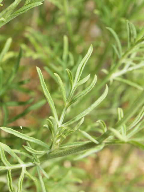 Plant image