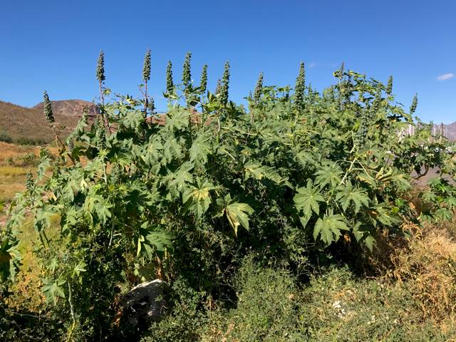 Plant 
