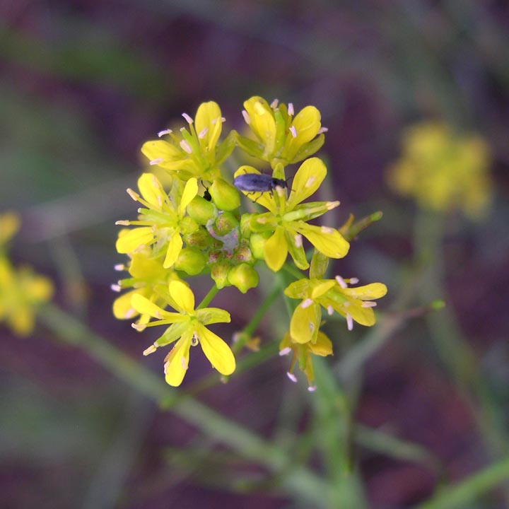Plant image