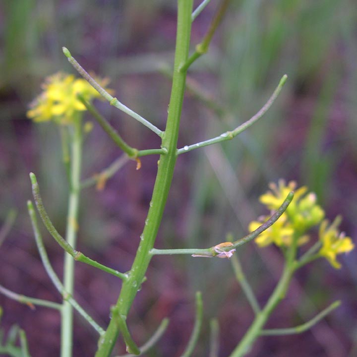 Plant image