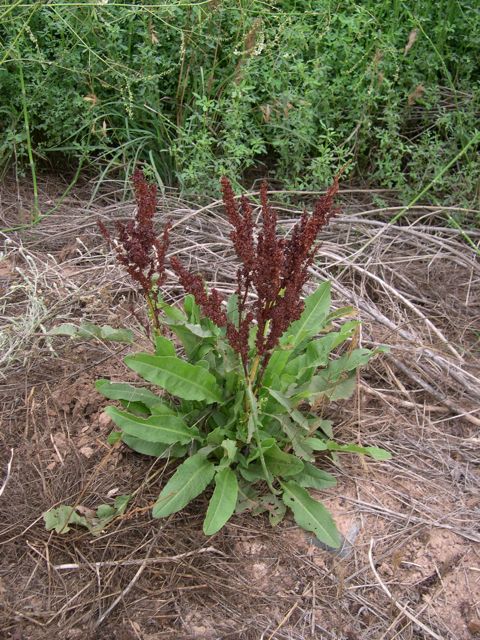 Plant image