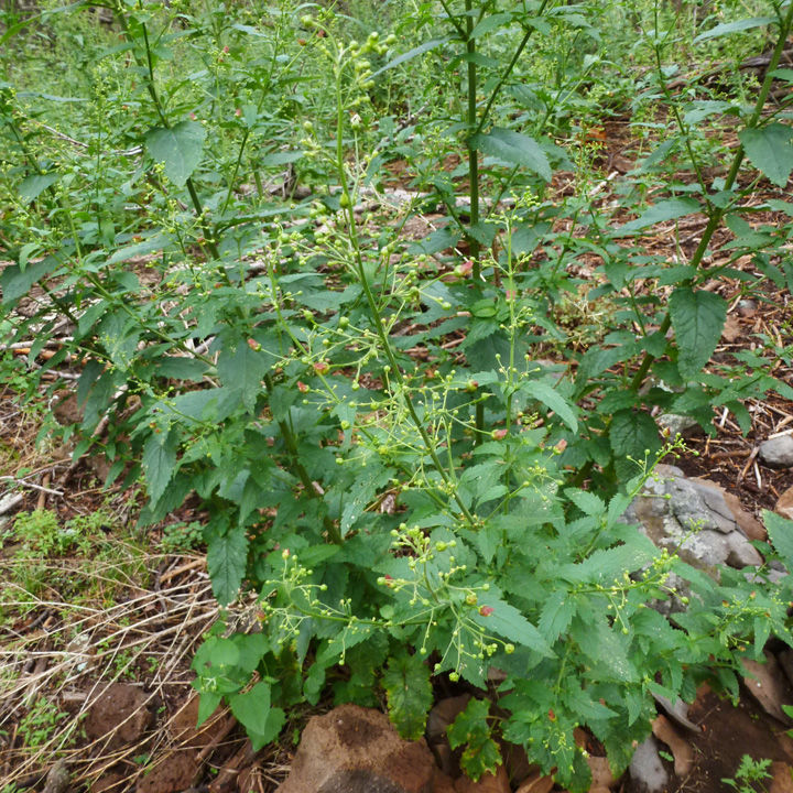 Plant image
