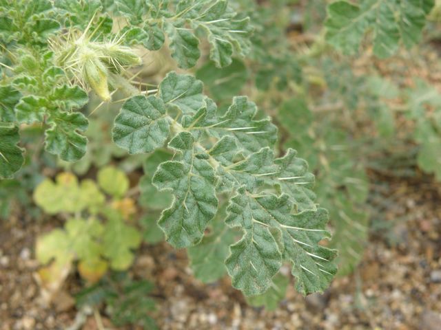 Plant 
