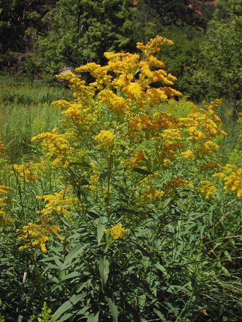 Plant image