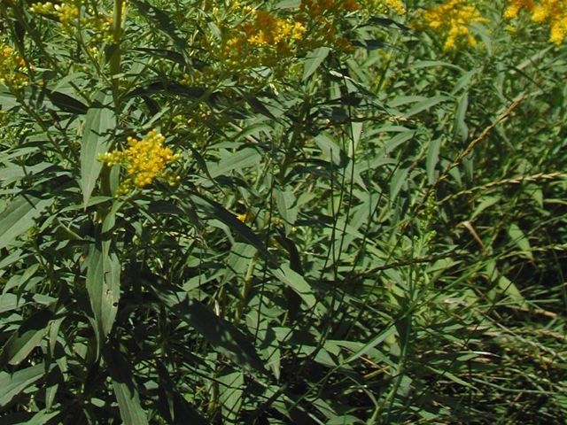 Plant 