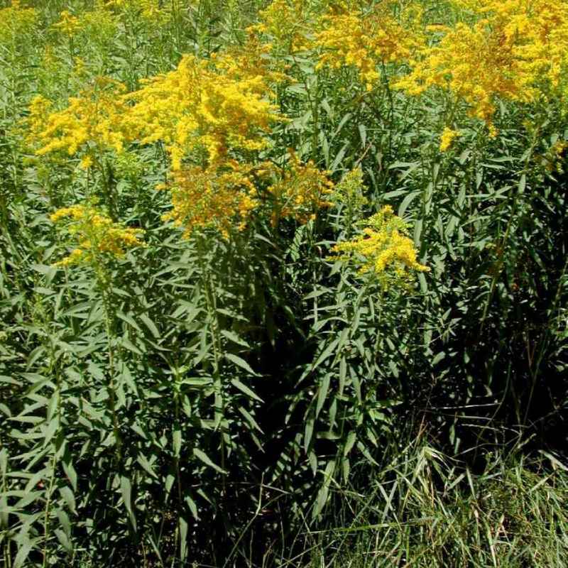 Plant image