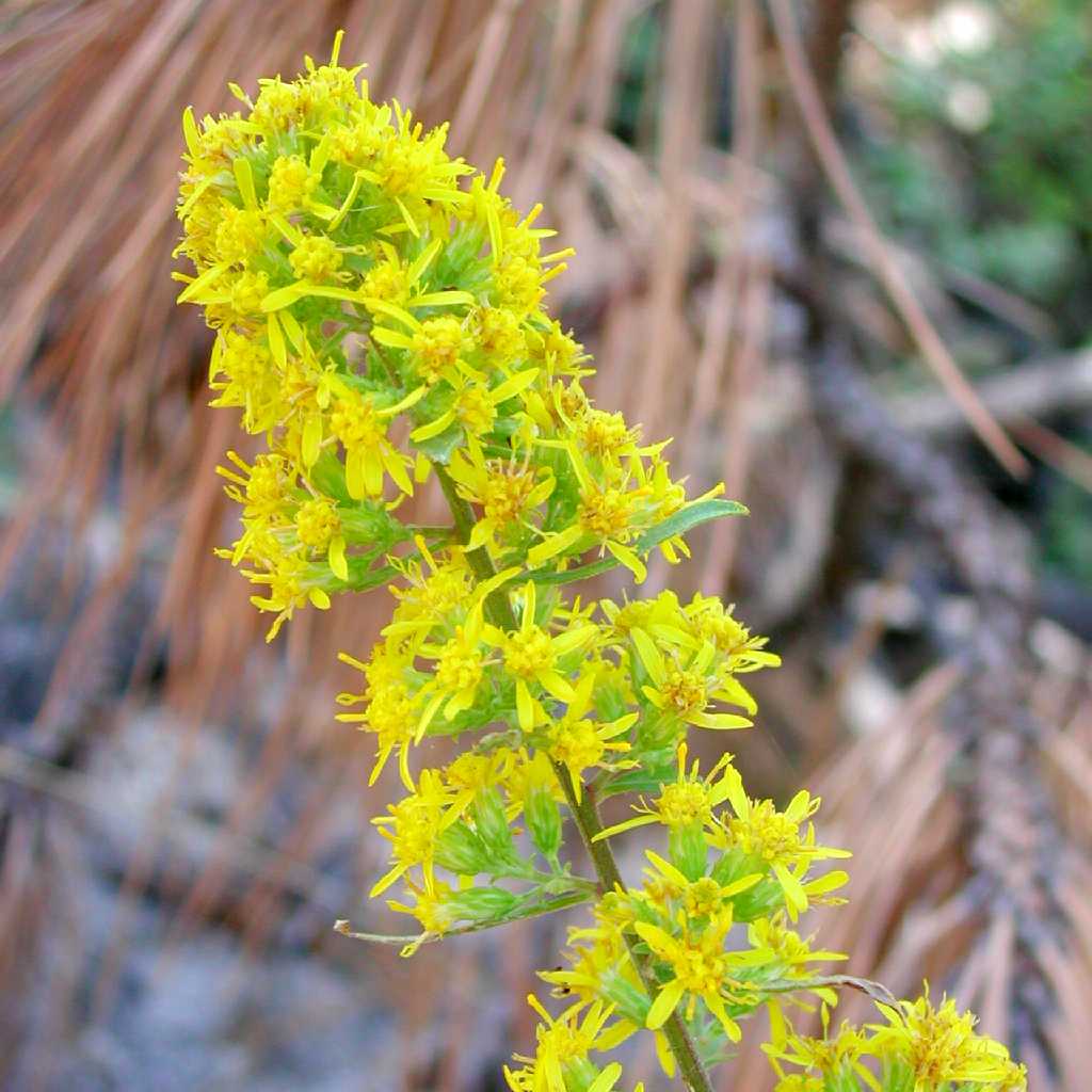 Plant image