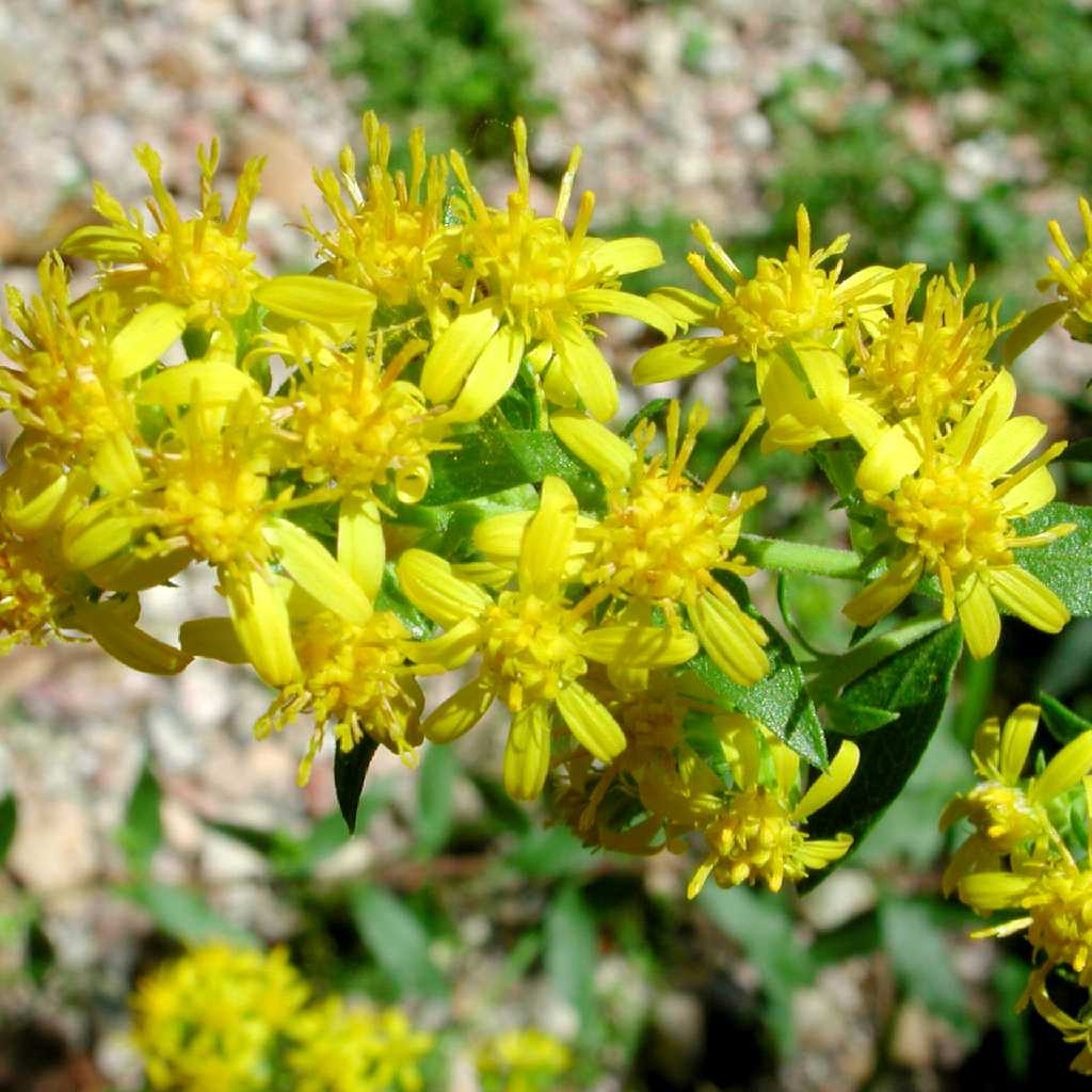 Plant image