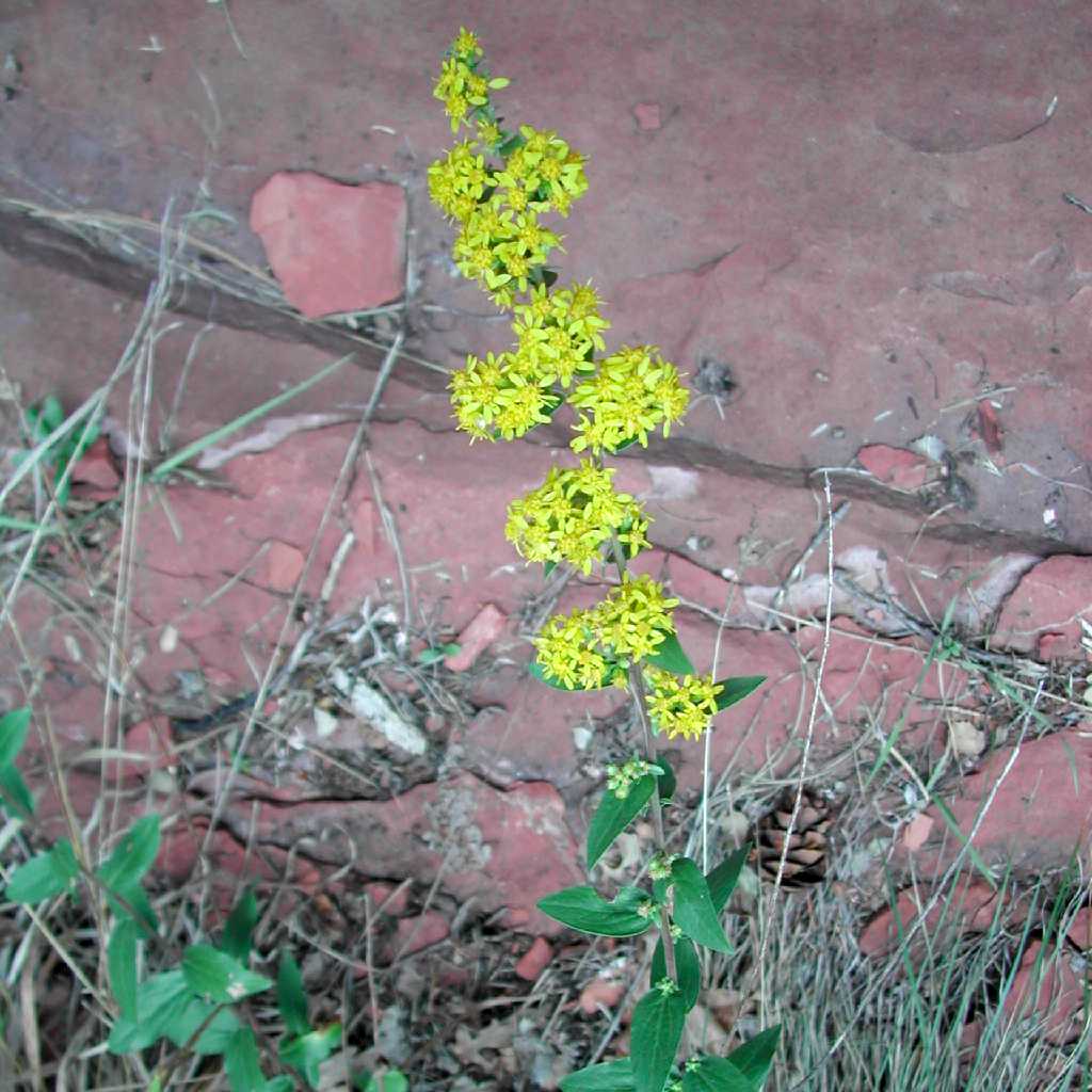 Plant image