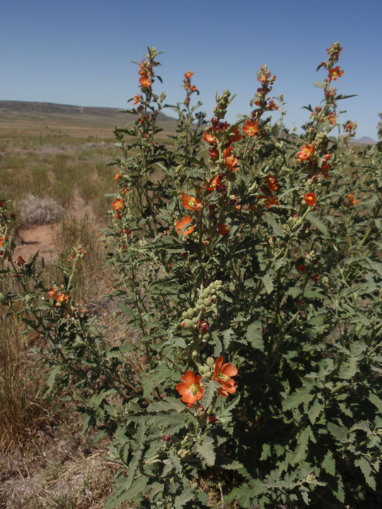 Plant image