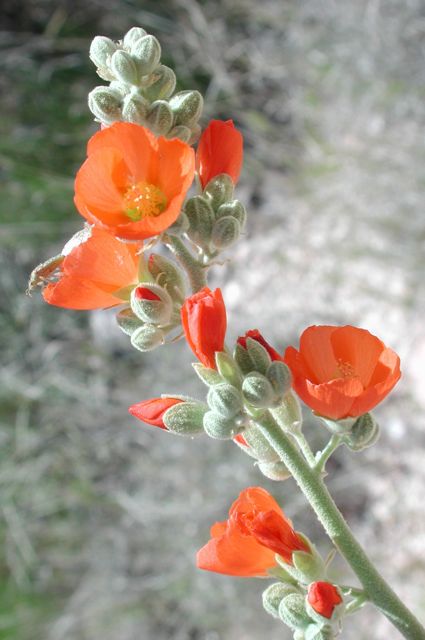 Plant image