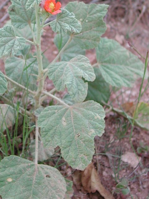 Plant image