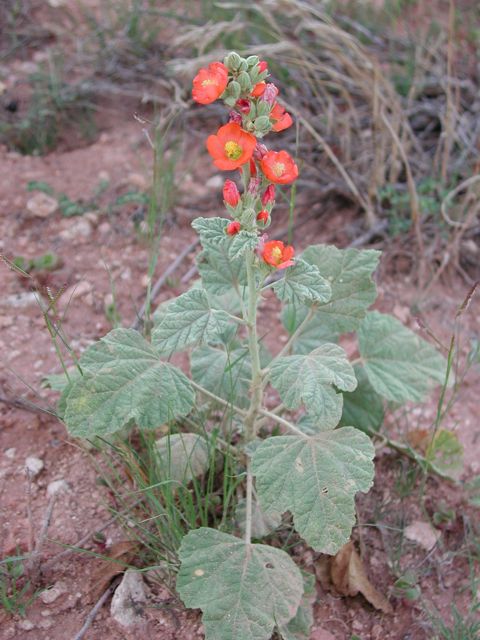 Plant image